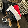 dog, santa_hat, couch, pillow, pet, indoor, brown_paw, black_fur, holiday, festive, looking_up, cozy, cute, animal, domestic_animal, canine, relaxing, comfort, face, fur