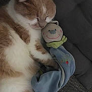 Mimi a rejoint le concours — aidez-le/la à gagner de superbes lots ! cat, sleeping, plush_toy, orange_and_white, cuddling, soft_toy, blanket, cozy, cushion, indoor, pet, resting, cute, fur, animal, relaxing, close_up, comfort, napping, domestic_cat
