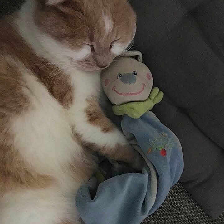 Mimi a rejoint le concours — aidez-le/la à gagner de superbes lots ! animal, blanket, cat, close_up, comfort, cozy, cuddling, cushion, cute, domestic_cat, fur, indoor, napping, orange_and_white, pet, plush_toy, relaxing, resting, sleeping, soft_toy