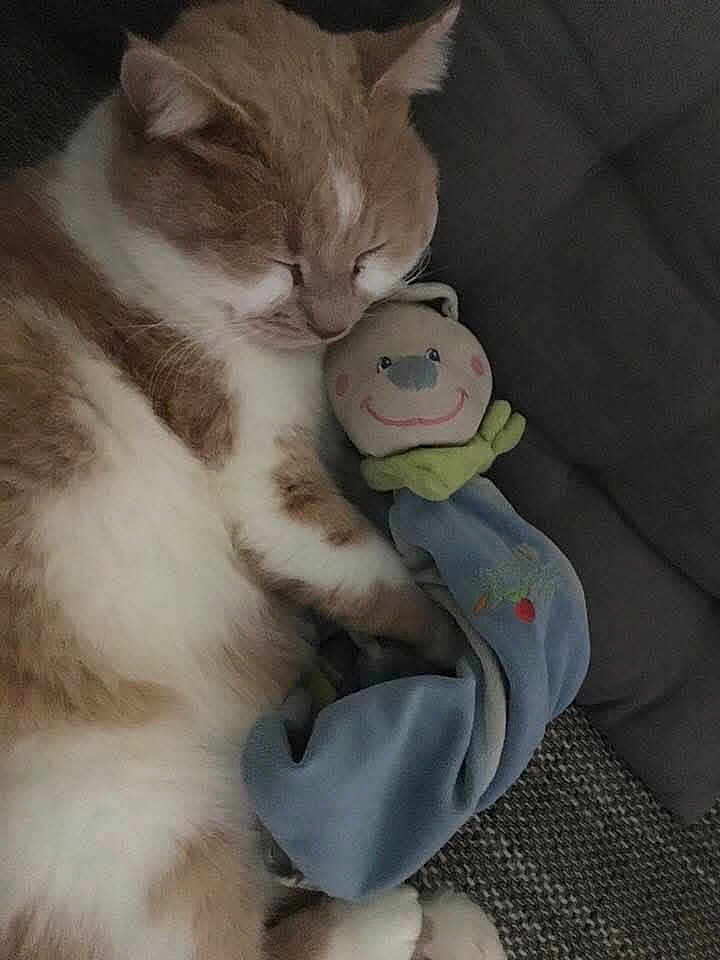 Mimi a rejoint le concours — aidez-le/la à gagner de superbes lots ! cat, sleeping, plush_toy, orange_and_white, cuddling, soft_toy, blanket, cozy, cushion, indoor, pet, resting, cute, fur, animal, relaxing, close_up, comfort, napping, domestic_cat