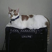 Romeow is registered to the contest to win money with this photo: amplifier, animal, brown, calm, cat, collar, crate, domestic, electronics, equipment, feline, indoor, lying_down, music, pet, quiet, relaxed, resting, side_view, white