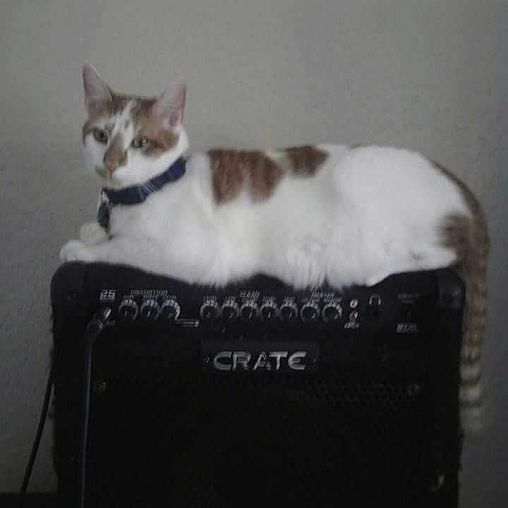 Romeow