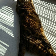 June participe au concours pour gagner de l'argent avec cette photo : animal, cat, curious, domestic_cat, ears, feline, floor, indoor, pet, relaxed, resting, shadows, striped_light, sunlight, tabby_cat, tail, tile_floor, whiskers, window_light, yellow_eyes
