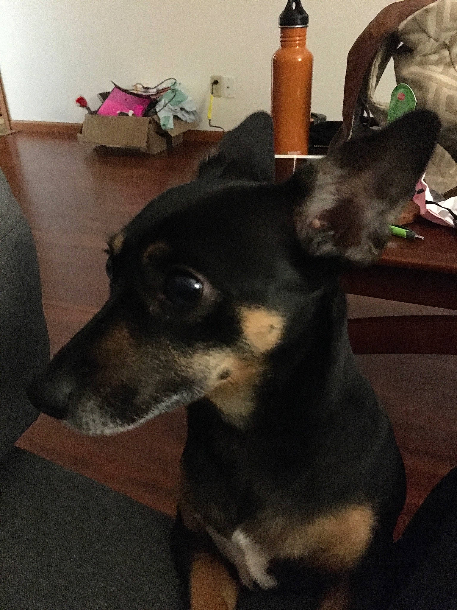 Maggie joined the competition — help win amazing prizes! canidae, carnivore, collar, companion_dog, dog, dog_breed, dog_supply, ear, flooring, fur, guard_dog, pet_supply, snout, sporting_group, toy_dog, whiskers, working_animal, working_dog