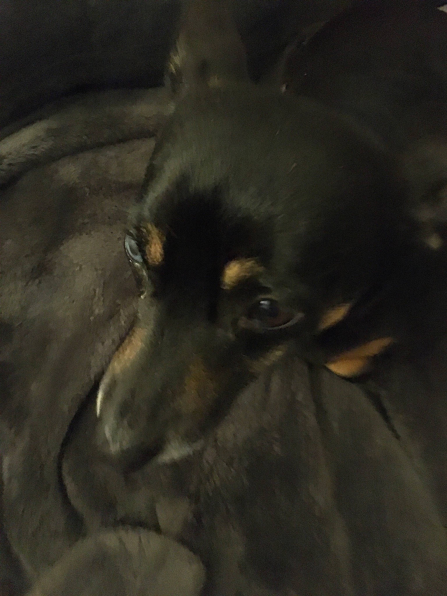 Maggie is registered to the contest to win money with this photo: canidae, carnivore, companion_dog, corgi_chihuahua, darkness, dog, dog_breed, ear, fawn, fur, guard_dog, sporting_group, terrestrial_animal, toy_dog, whiskers, working_animal, working_dog