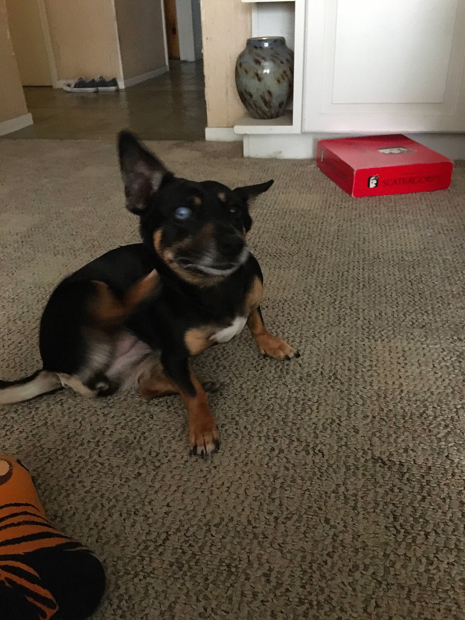 Maggie is registered to the contest to win money with this photo: carnivore, chihuahua, companion_dog, dog, dog_breed, dog_supply, door, ear, fawn, floor, flooring, fur, hardwood, paw, room, tail, toy_dog, whiskers, working_animal, working_dog