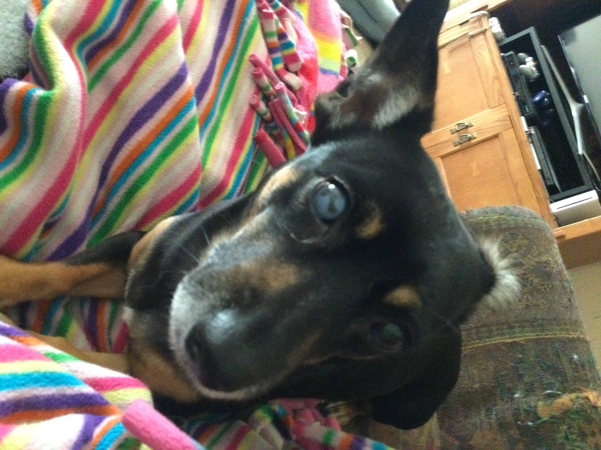 Maggie joined the competition — help win amazing prizes! canidae, carnivore, collar, comfort, companion_dog, dog, dog_breed, dog_collar, dog_supply, ear, fawn, fur, guard_dog, party_hat, pet_supply, snout, sporting_group, whiskers, working_animal, working_dog