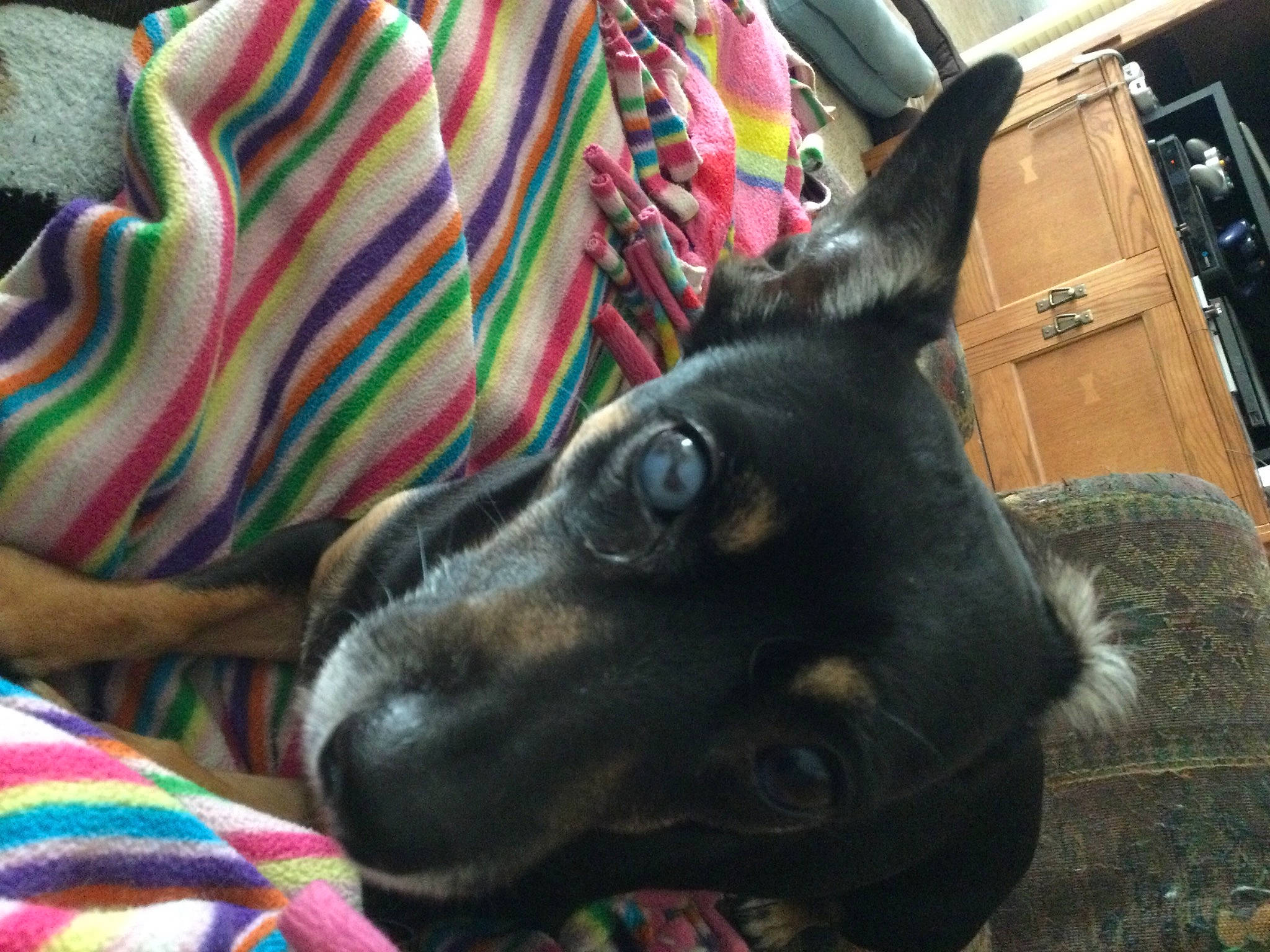 Maggie is registered to the contest to win money with this photo: carnivore, collar, comfort, companion_dog, dog, dog_breed, ear, fawn, felidae, fur, guard_dog, linens, non_sporting_group, pattern, small_to_medium_sized_cats, snout, sporting_group, whiskers, working_animal, working_dog