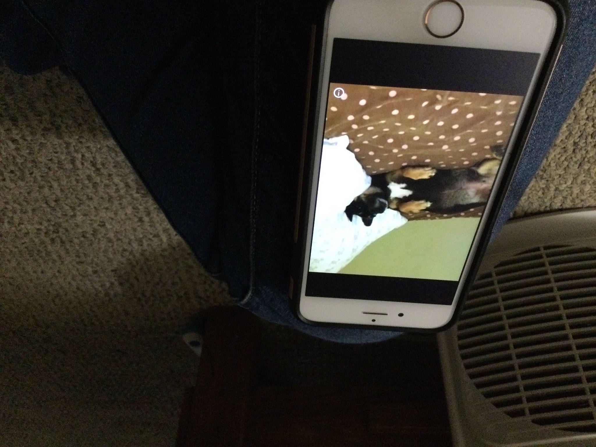 Maggie joined the competition — help win amazing prizes! audio_equipment, auto_part, automotive_design, automotive_exterior, automotive_lighting, bag, bumper, communication_device, display_device, electronic_device, flooring, font, gadget, gas, grey, grille, multimedia, portable_communications_device, sleeve, sports_equipment