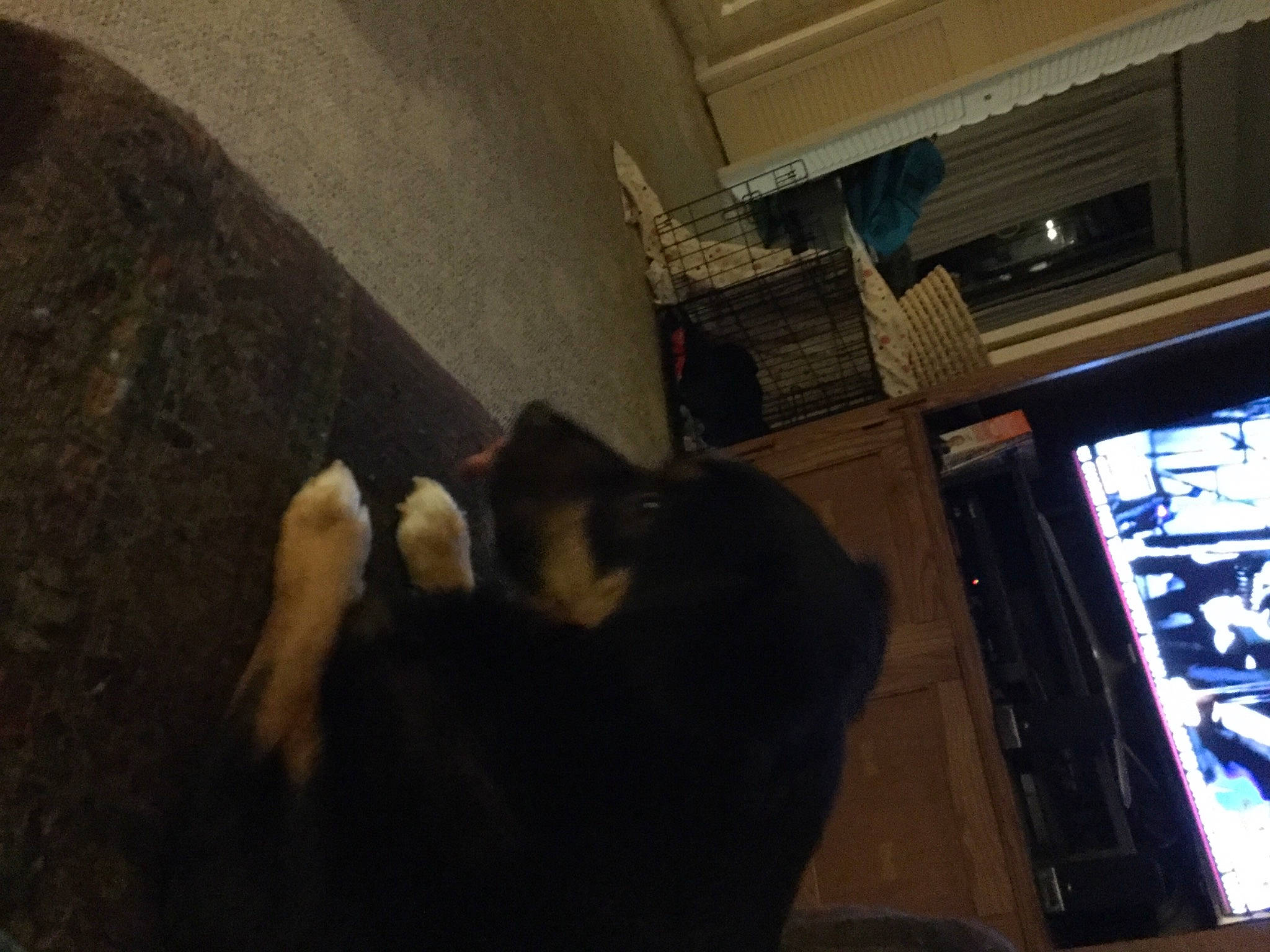 Shiloh joined the competition — help win amazing prizes! audio_equipment, carnivore, comfort, companion_dog, darkness, display_device, dog_breed, fawn, felidae, flooring, fun, fur, human_leg, room, small_to_medium_sized_cats, snout, sporting_group, tail, tints_and_shades, whiskers