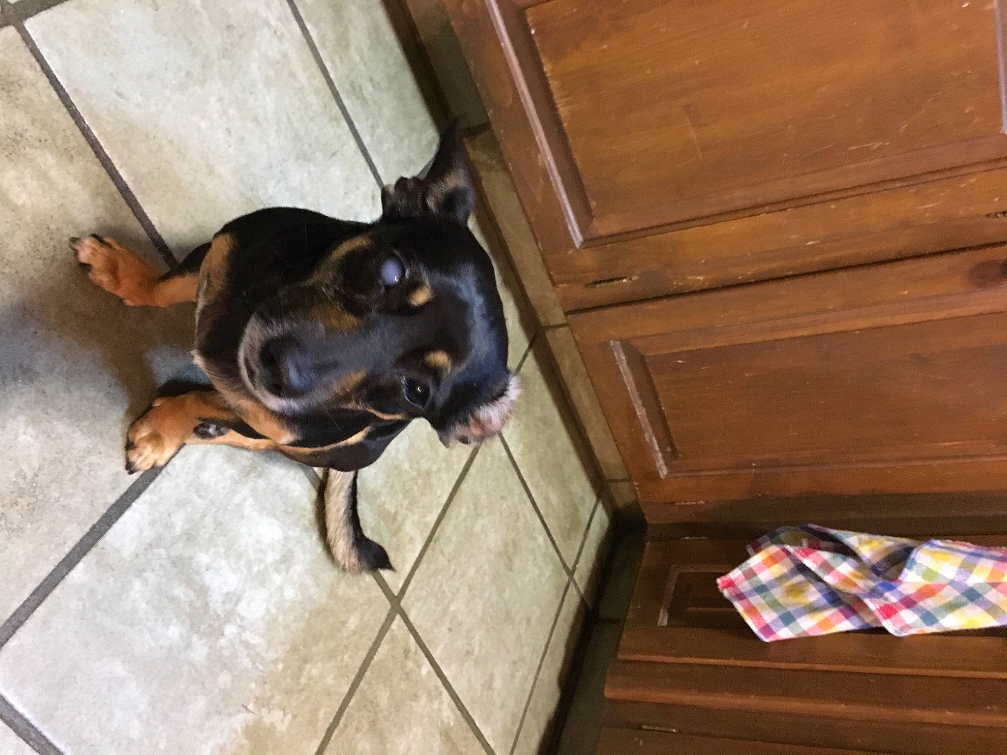 Maggie is registered to the contest to win money with this photo: carnivore, companion_dog, dog, dog_breed, flooring, guard_dog, hardwood, non_sporting_group, pattern, pet_supply, pinscher, plank, prazsky_krysarik, puppy, toy_dog, varnish, wood, wood_stain, working_animal, working_dog