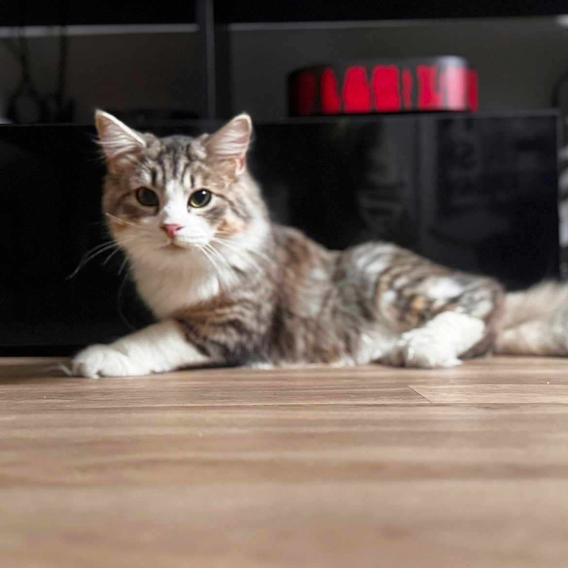 Simba