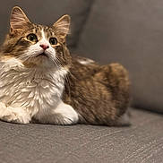 Guizmo a rejoint le concours — aidez-le/la à gagner de superbes lots ! animal, cat, closeup, couch, curious, cute, domestic, ears, fluffy, furniture, indoor, laying_down, mammal, paws, pet, relaxed, soft, tabby, whiskers, white_fur