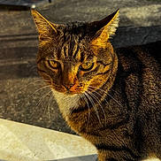 Pins participe au concours pour gagner de l'argent avec cette photo : cat, tabby, close_up, yellow_eyes, outdoor, sunlight, fur, whiskers, animal, pet, window, reflection, portrait, daylight, nature, mammal, striped, face, alert, domestic_cat