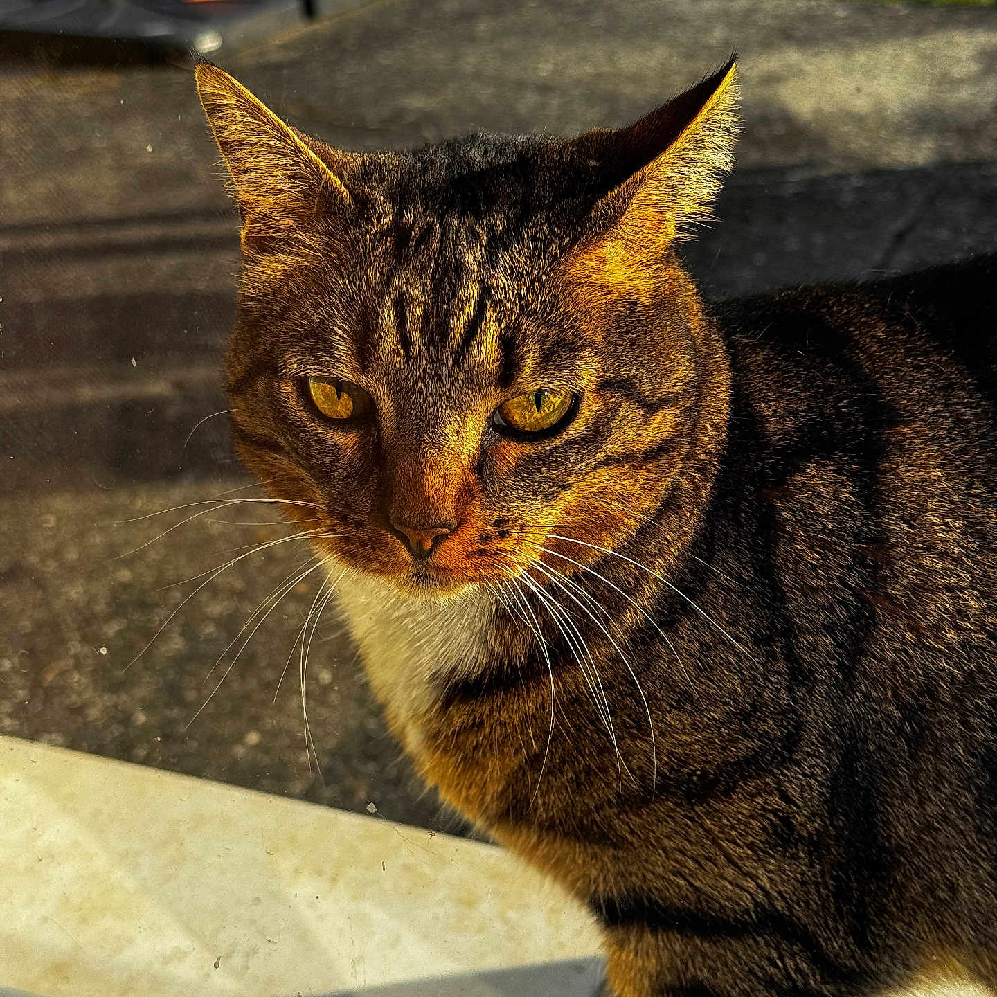 Pins participe au concours pour gagner de l'argent avec cette photo : cat, tabby, close_up, yellow_eyes, outdoor, sunlight, fur, whiskers, animal, pet, window, reflection, portrait, daylight, nature, mammal, striped, face, alert, domestic_cat