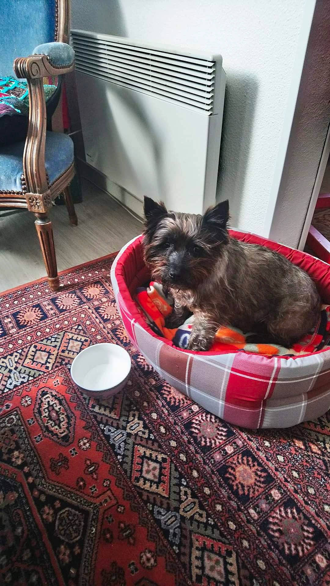 Misty a rejoint le concours — aidez-le/la à gagner de superbes lots ! carnivore, cat, chair, comfort, companion_dog, couch, dog_breed, dog_supply, felidae, flooring, fur, hardwood, linens, living_room, mammal, room, small_to_medium_sized_cats, table, tail, whiskers