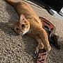animal, carpet, cat, clothing, cute, domestic_cat, ears, feline, home, indoor, musical_instrument, orange_tabby, paws, pet, playful, relaxing, television, ukulele, whiskers, wood