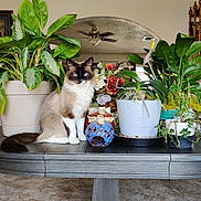Luka is registered to the contest to win money with this photo: cat, siamese_cat, blue_eyes, table, plants, potted_plants, flowers, living_room, ceiling_fan, archway, wooden_table, indoor, furniture, decor, pet, animal, fluffy, sitting, houseplant, cozy