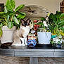 cat, siamese_cat, blue_eyes, table, plants, potted_plants, flowers, living_room, ceiling_fan, archway, wooden_table, indoor, furniture, decor, pet, animal, fluffy, sitting, houseplant, cozy