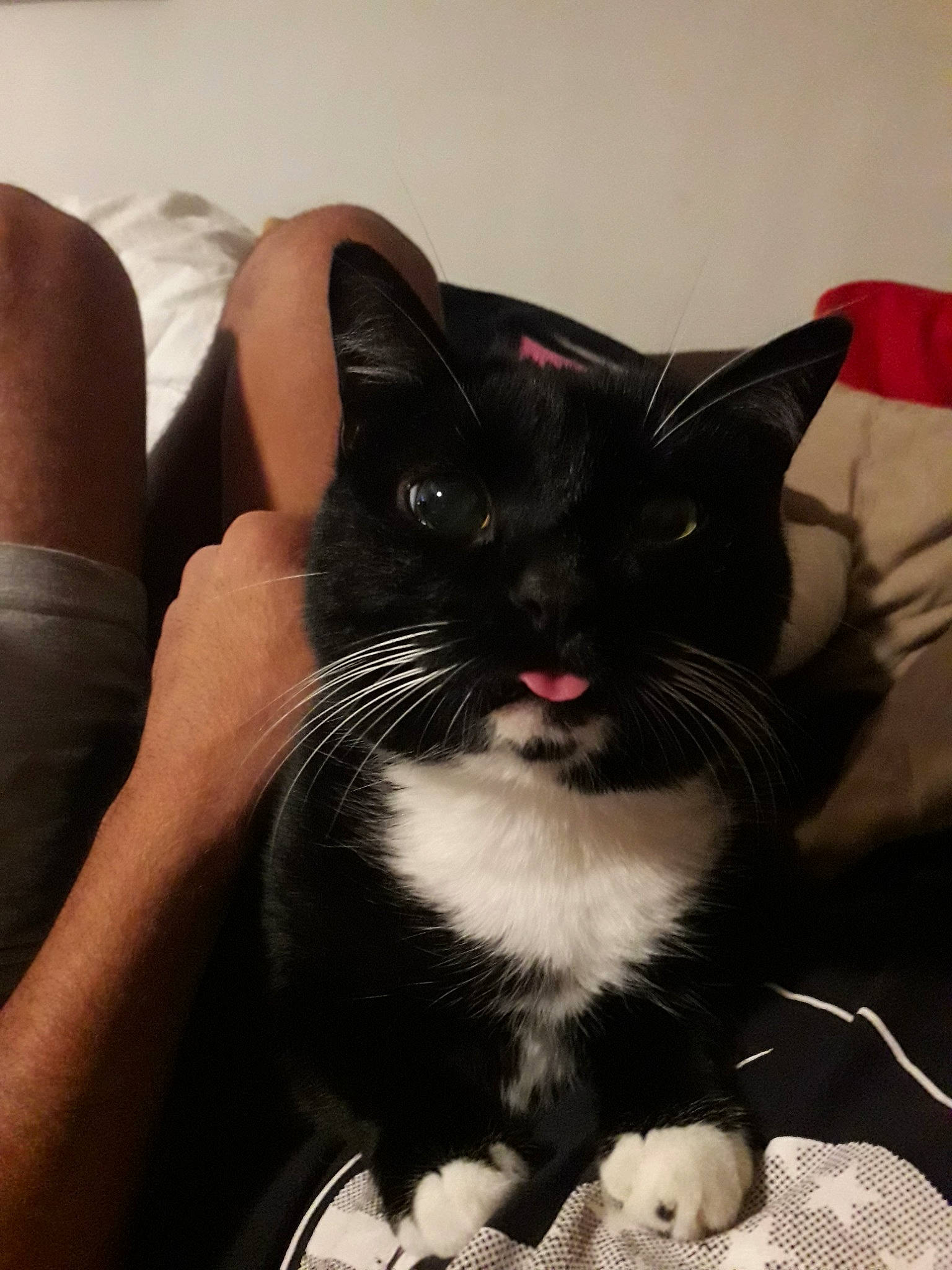 Nikita participe au concours pour gagner de l'argent avec cette photo : black_cat, carnivore, cat, claw, comfort, domestic_short_haired_cat, ear, eye, felidae, foot, fur, gesture, human_leg, lap, sitting, small_to_medium_sized_cats, snout, tail, thigh, whiskers