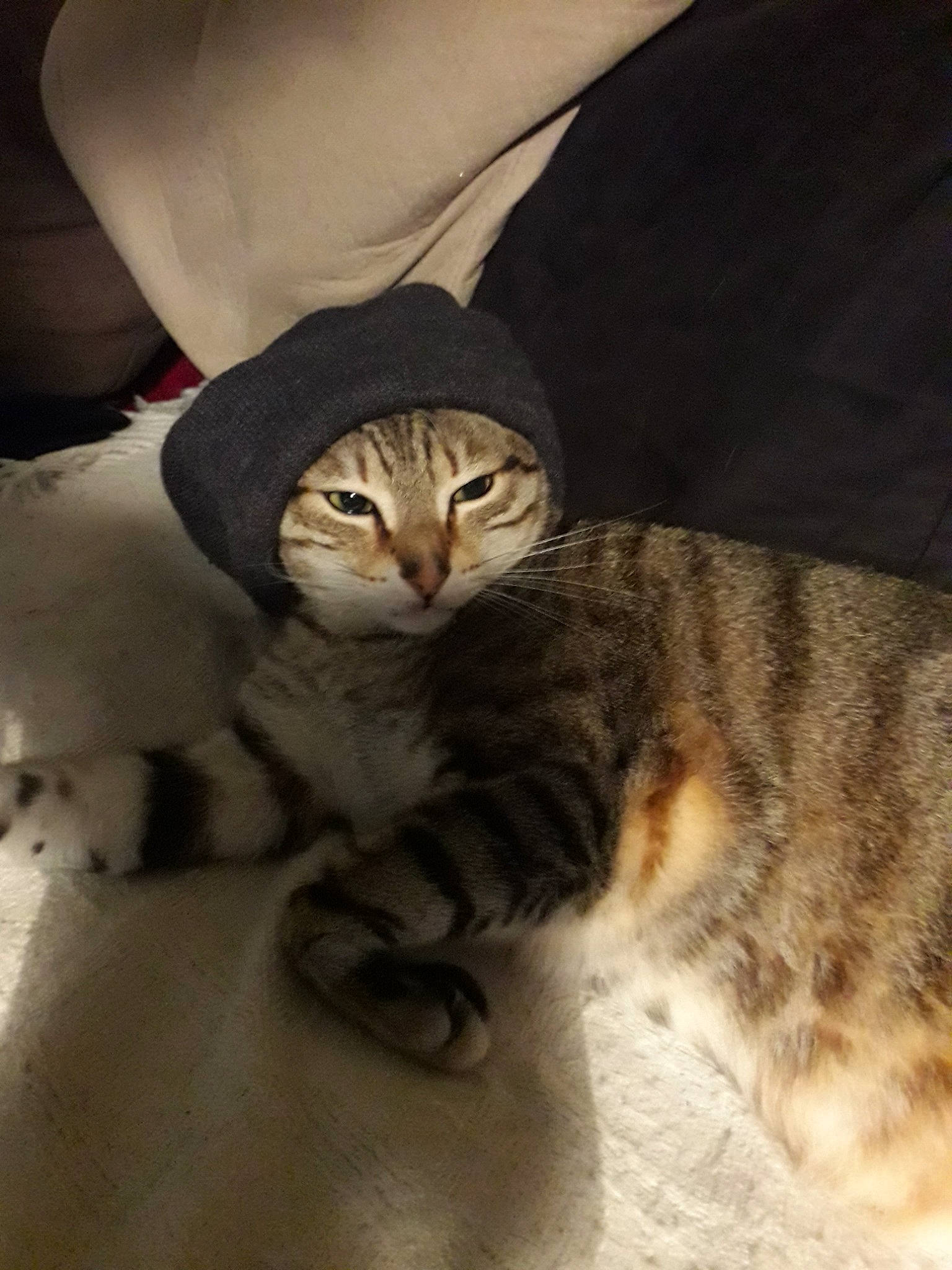 Jamaï a rejoint le concours — aidez-le/la à gagner de superbes lots ! carnivore, cat, claw, comfort, domestic_short_haired_cat, fawn, felidae, fur, paw, sitting, small_to_medium_sized_cats, tail, terrestrial_animal, tree, whiskers