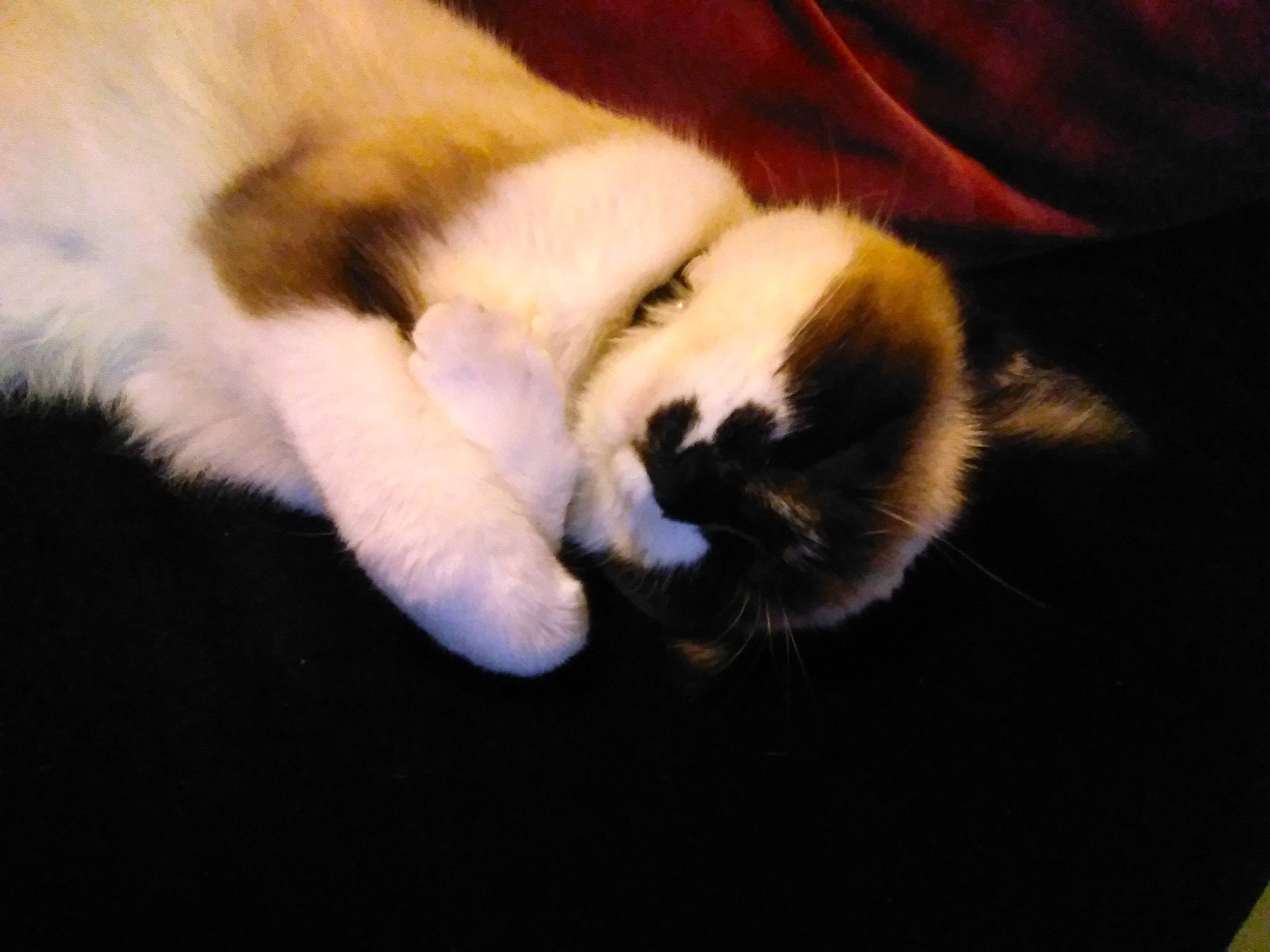 Saphir a rejoint le concours — aidez-le/la à gagner de superbes lots ! canidae, carnivore, cat, claw, comfort, companion_dog, dog_breed, domestic_short_haired_cat, fawn, felidae, fur, nap, paw, sleep, small_to_medium_sized_cats, snout, tail, terrestrial_animal, whiskers