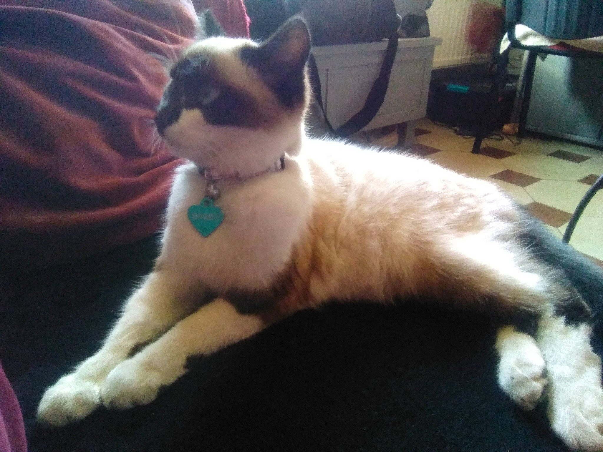 Saphir participe au concours pour gagner de l'argent avec cette photo : carnivore, cat, chair, claw, comfort, companion_dog, domestic_short_haired_cat, drawer, felidae, flooring, foot, fur, lap, paw, photo_caption, sitting, small_to_medium_sized_cats, snout, tail, whiskers