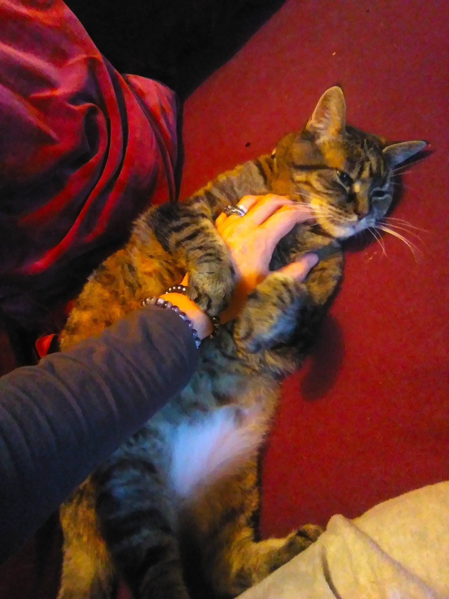 Gossow participe au concours pour gagner de l'argent avec cette photo : carnivore, cat, claw, comfort, darkness, domestic_short_haired_cat, elbow, felidae, fur, human_leg, lap, nail, paw, sitting, small_to_medium_sized_cats, tail, textile, thigh, whiskers, wrist