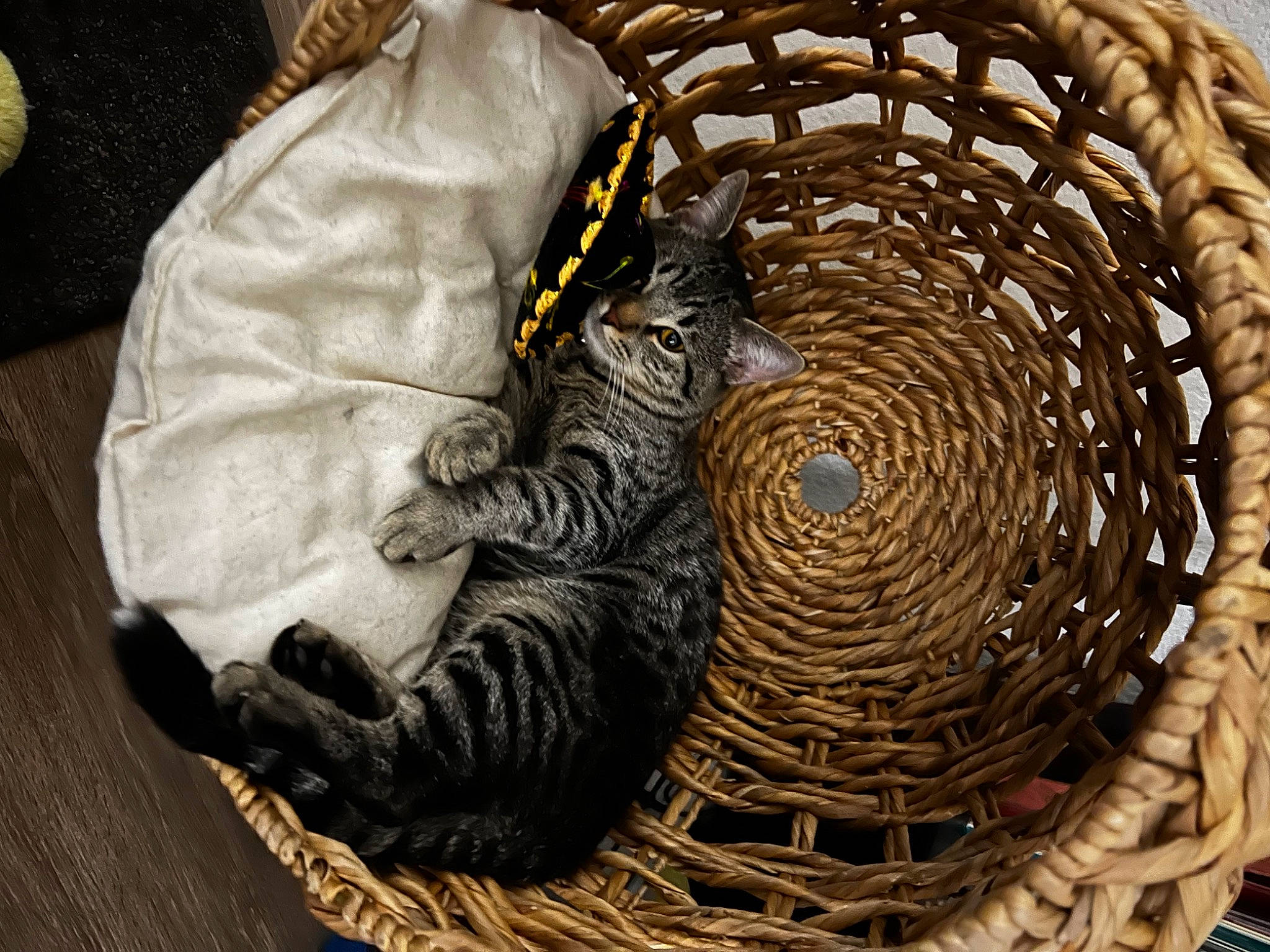Gato is registered to the contest to win money with this photo: bag, basket, cat, circle, fashion_accessory, felidae, fur, home_accessories, mesh, metal, natural_material, pattern, picnic_basket, plastic_bag, rope, small_to_medium_sized_cats, storage_basket, thread, wicker, wood