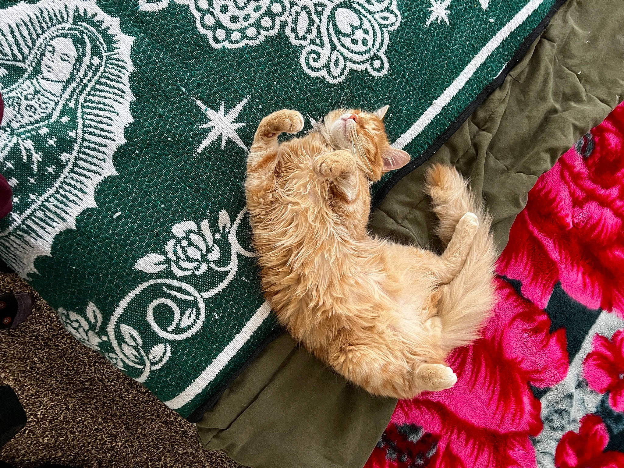 Canelo is registered to the contest to win money with this photo: art, carnivore, companion_dog, dog_breed, fashion_accessory, fawn, felidae, fur, hat, linens, organism, outerwear, pattern, pink, sleeve, small_to_medium_sized_cats, tail, textile, vertebrate, whiskers