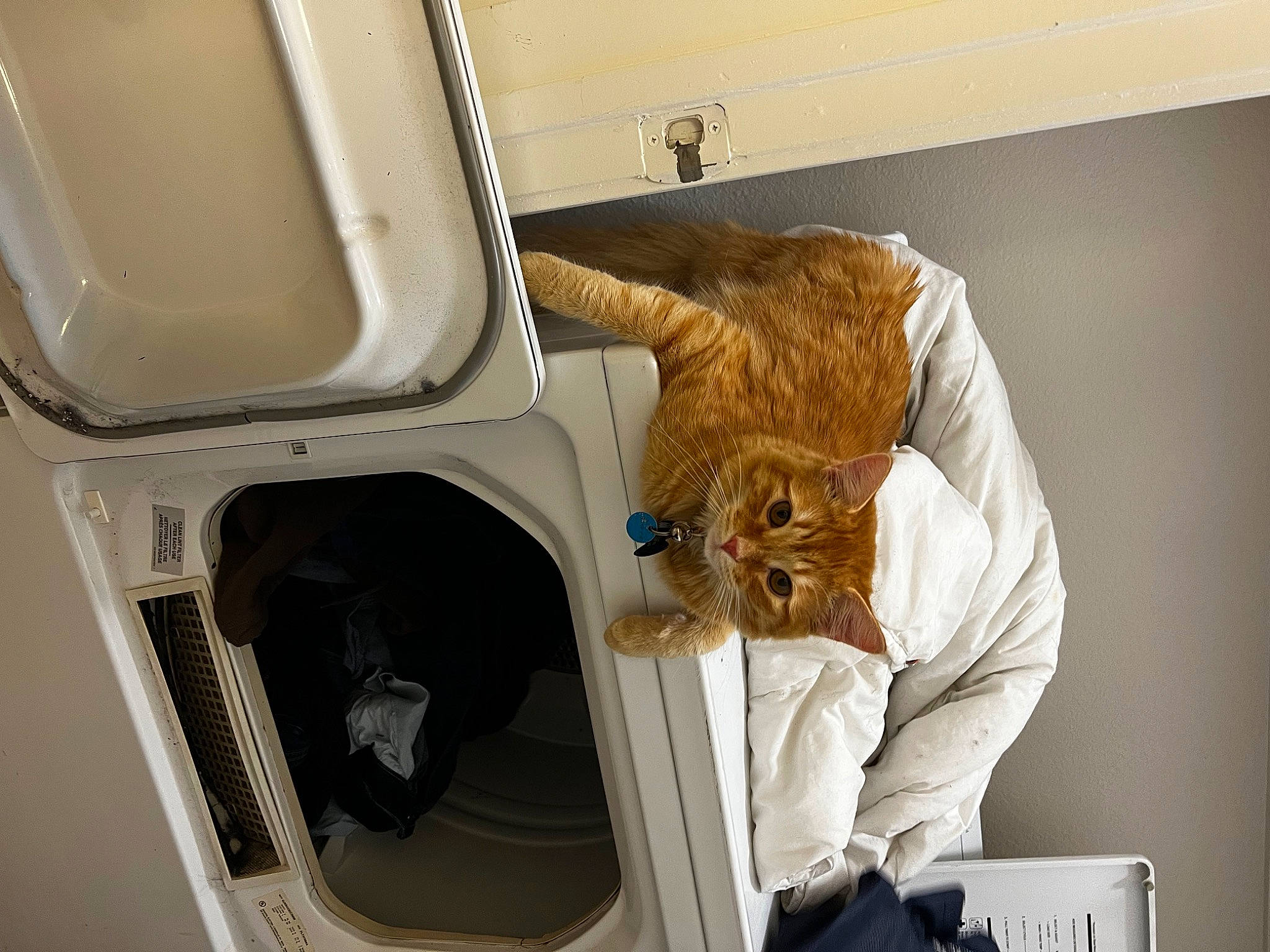 Canelo is registered to the contest to win money with this photo: automotive_exterior, carnivore, cat, clothes_dryer, comfort, companion_dog, felidae, fur, gas, home_appliance, laundry, laundry_room, machine, major_appliance, pet_supply, small_to_medium_sized_cats, sporting_group, vehicle_door, vertebrate, washing_machine
