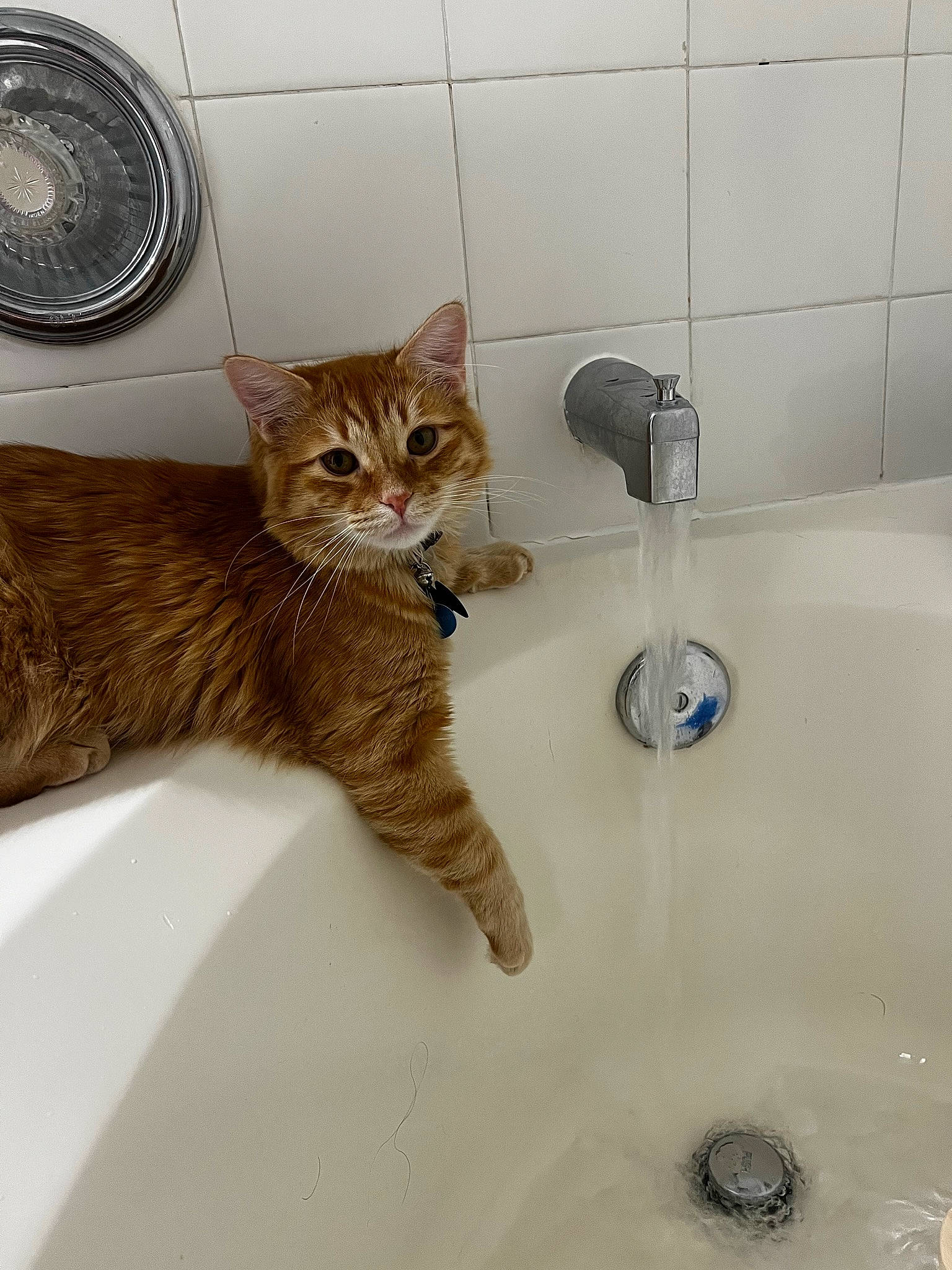 Canelo joined the competition — help win amazing prizes! automotive_lighting, bathroom, bathroom_sink, carnivore, cat, door, fawn, felidae, fluid, liquid, plumbing, plumbing_fitting, plumbing_fixture, sink, small_to_medium_sized_cats, tail, tap, vehicle_door, water, whiskers