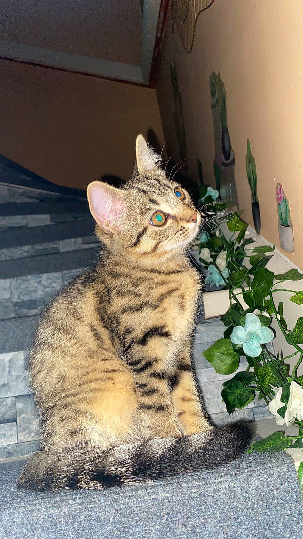 Perle participe au concours pour gagner de l'argent avec cette photo : carnivore, cat, claw, domestic_short_haired_cat, felidae, flooring, flower, flowerpot, fur, herb, houseplant, paw, plant, road_surface, sitting, small_to_medium_sized_cats, snout, tail, terrestrial_animal, whiskers