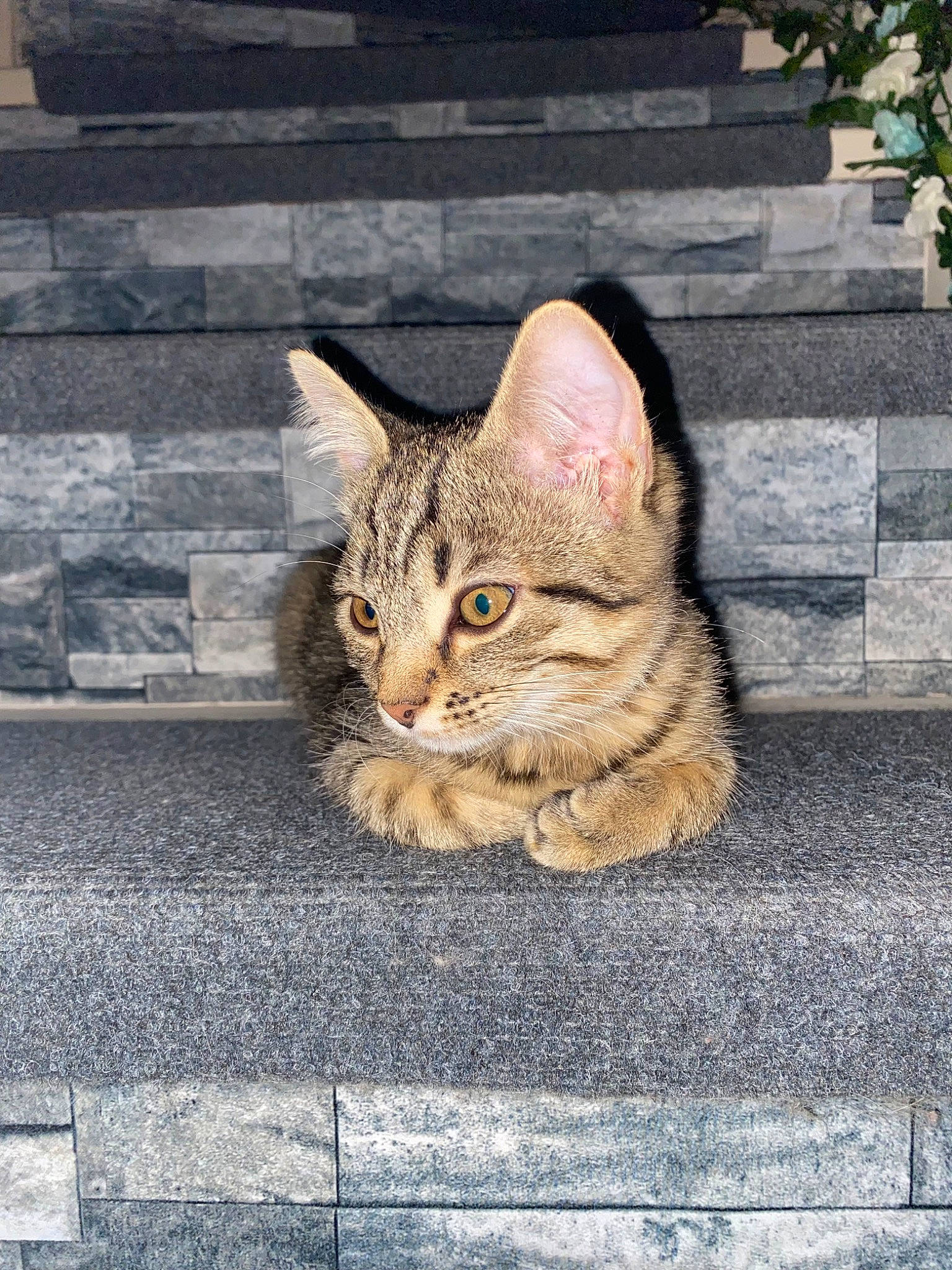 Perle a rejoint le concours — aidez-le/la à gagner de superbes lots ! asphalt, brick, carnivore, cat, cobblestone, domestic_short_haired_cat, felidae, fur, grey, paw, road, road_surface, sidewalk, small_to_medium_sized_cats, snout, street, tail, whiskers, window, wood