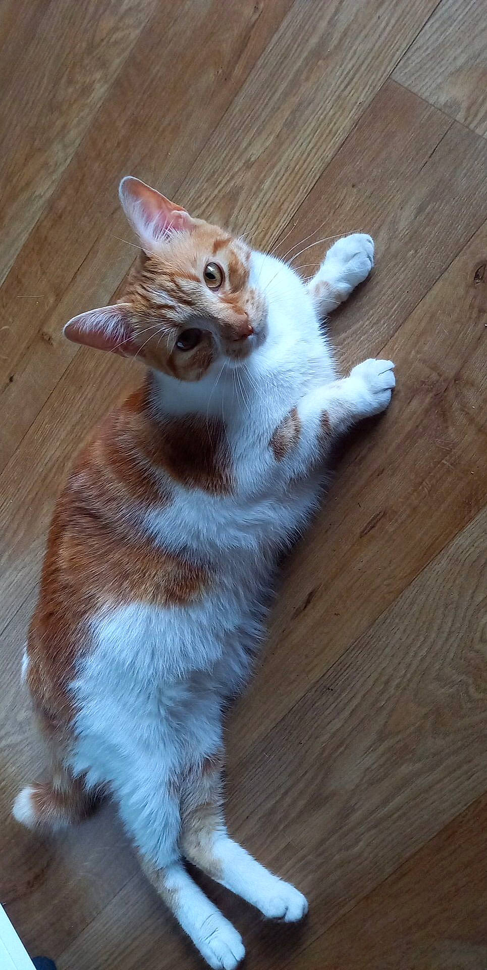 Caramel a rejoint le concours — aidez-le/la à gagner de superbes lots ! carnivore, cat, claw, domestic_short_haired_cat, felidae, flooring, fur, hardwood, paw, photo_caption, plank, small_to_medium_sized_cats, snout, tail, terrestrial_animal, varnish, whiskers, window, wood, wood_stain