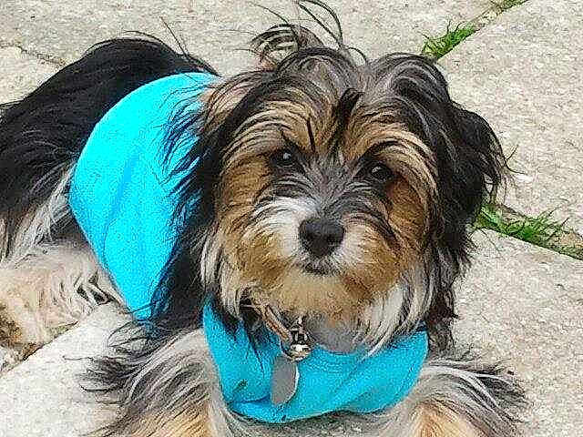 JULIE