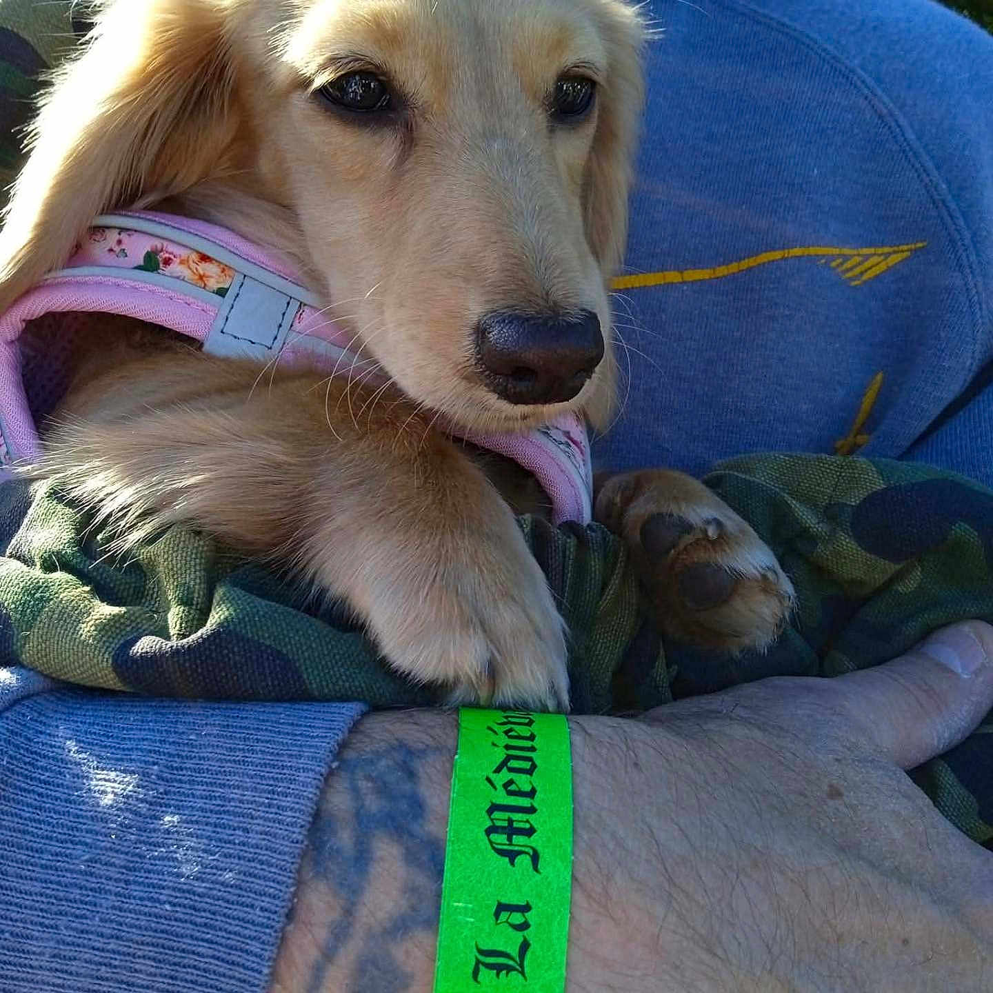 Thaélys participe au concours pour gagner de l'argent avec cette photo : animal, blue_hoodie, calm, casual_clothing, closeup, daylight, dog, event, golden_retriever, greenery, hand, holding, outdoor, paw, person, pet, pink_harness, puppy, tattoo, wristband