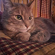 Otis is registered to the contest to win money with this photo: animal, cat, close_up, cozy, curtains, domestic_cat, feline, fur, gray_cat, green_eyes, indoor, paws, pet, plaid_blanket, portrait, relaxed, resting, soft_light, tabby_cat, whiskers