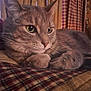 animal, cat, close_up, cozy, curtains, domestic_cat, feline, fur, gray_cat, green_eyes, indoor, paws, pet, plaid_blanket, portrait, relaxed, resting, soft_light, tabby_cat, whiskers