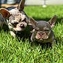 Zeus is registered to the contest to win money with this photo: dog, french_bulldog, grass, outdoor, pet, animal, sunlight, cute, winking, two_dogs, nature, greenery, playful, mammal, companion, young_dog, ears, snout, expression, summer