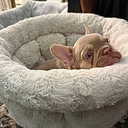 Zeus joined the competition — help win amazing prizes! dog, puppy, french_bulldog, bed, fluffy, cozy, indoor, carpet, curious, ears, pet, animal, cute, resting, face, small_dog, fur, looking, comfort, home