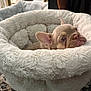 dog, puppy, french_bulldog, bed, fluffy, cozy, indoor, carpet, curious, ears, pet, animal, cute, resting, face, small_dog, fur, looking, comfort, home
