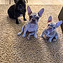 Zeus is registered to the contest to win money with this photo: french_bulldog, dog, puppy, carpet, indoor, pet, animal, ears, floor, tile, curious, sitting, brown, gray, white, cute, fur, domestic, home, three