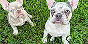 Zeus is registered to the contest to win money with this photo: dog, puppy, french_bulldog, grass, outdoor, pet, animal, cute, ears, blue_eyes, nature, young_dog, two_animals, sitting, looking_up, adorable, canine, mammal, playful, companion