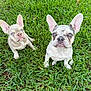 dog, puppy, french_bulldog, grass, outdoor, pet, animal, cute, ears, blue_eyes, nature, young_dog, two_animals, sitting, looking_up, adorable, canine, mammal, playful, companion