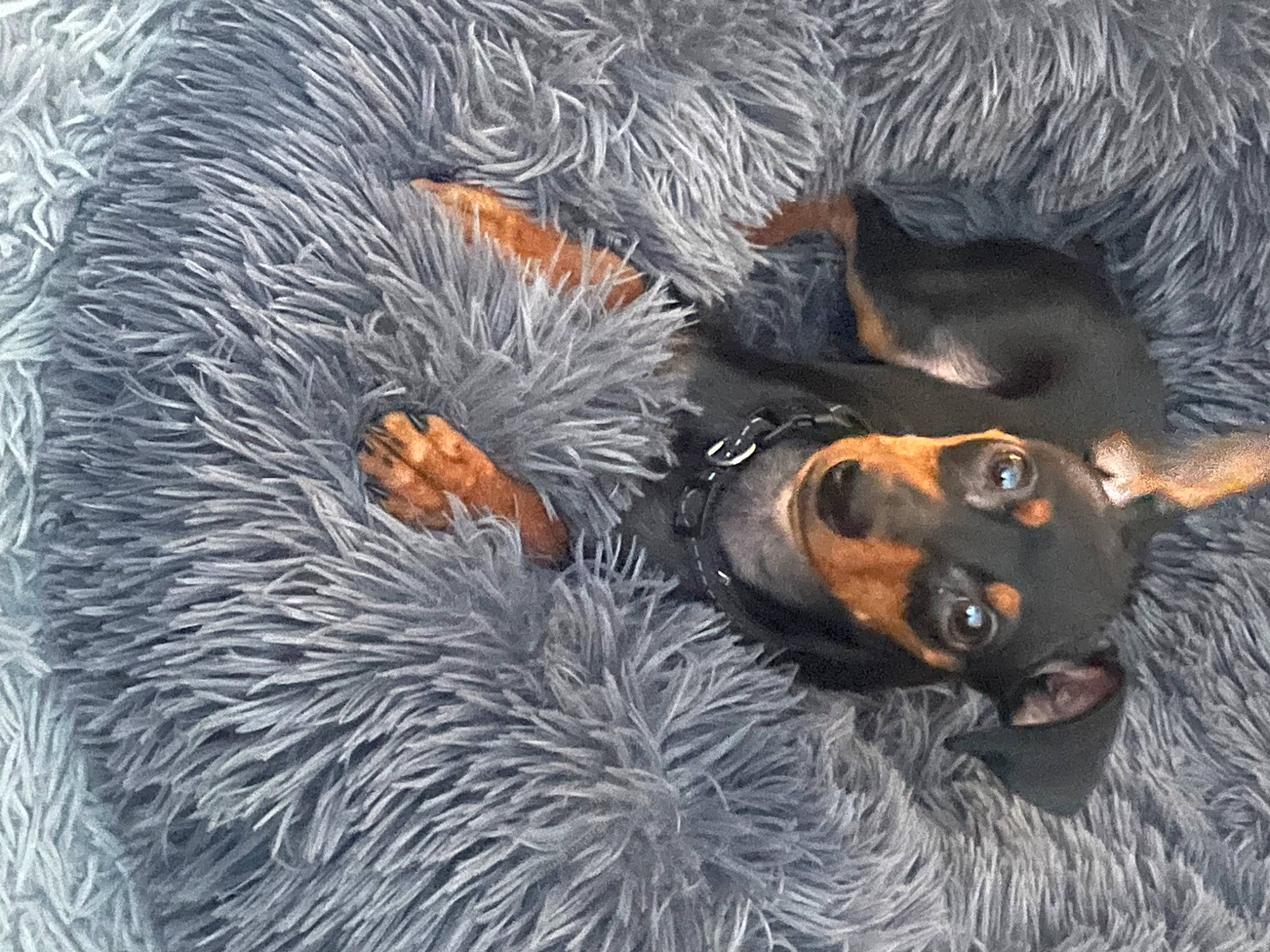 Dutton is registered to the contest to win money with this photo: carnivore, companion_dog, conifer, dog, dog_breed, fur, guard_dog, organism, paw, plant, snout, tail, whiskers, working_dog