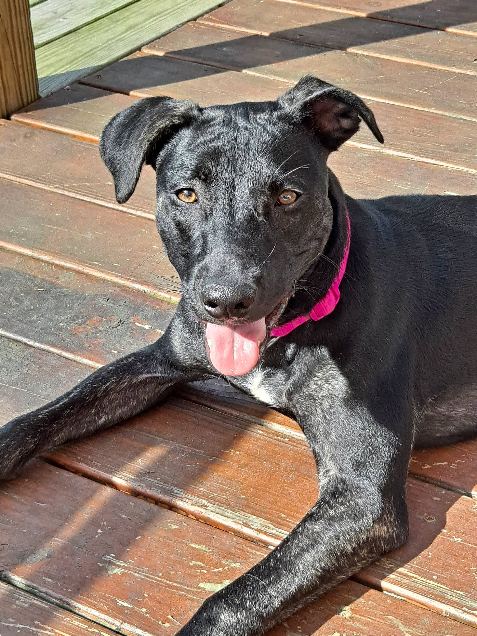 Maze is registered to the contest to win money with this photo: borador, canidae, carnivore, collar, companion_dog, dog, dog_breed, dog_collar, dog_supply, fawn, hunting_dog, non_sporting_group, pet_supply, snout, sporting_group, terrestrial_animal, wood, working_animal, working_dog