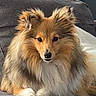 dog, sheltie, shetland_sheepdog, pet, fluffy, fur, animal, indoor, couch, resting, portrait, canine, face, ears, eyes, nose, paw, furniture, domestic_animal, companion