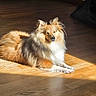 dog, shetland_sheepdog, fluffy, long_hair, pet, canine, indoor, wooden_floor, sunlight, relaxed, lying_down, mammal, animal, furry, domestic_animal, companion, cute, portrait, paw, resting