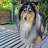 Perle a rejoint le concours — aidez-le/la à gagner de superbes lots ! dog, shetland_sheepdog, outdoor, pet, animal, fur, portrait, canine, garden, wooden_deck, nature, fluffy, standing, ears, snout, eyes, collar, background, greenery, daylight